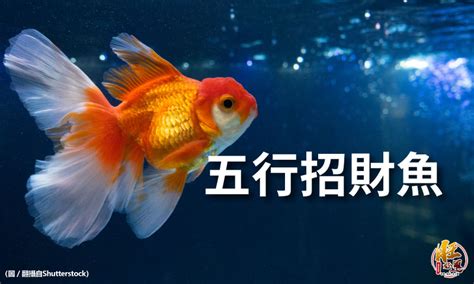 招財魚數量|養對魚數：財運滾滾來